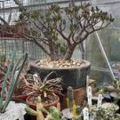 100 Pcs Various Lithops Bonsai Living Stone Flower Cacti Cactus Plant 100 Pcs Various Lithops Bonsai Living Stone Flower Cacti Cactus Plant
