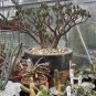 100 Pcs Various Lithops Bonsai Living Stone Flower Cacti Cactus Plant