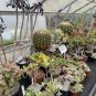 100 Pcs Various Lithops Bonsai Living Stone Flower Cacti Cactus Plant
