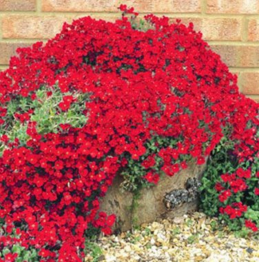100 Pcs Rare Rock Cress Bonsai Climbing Plant Creeping Thyme Plant