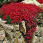 100 Pcs Rare Rock Cress Bonsai Climbing Plant Creeping Thyme Plant