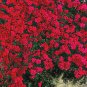 100 Pcs Rare Rock Cress Bonsai Climbing Plant Creeping Thyme Plant