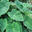 100 Pcs Thailand Caladium Bicolor Seed Balcony Rare Burnt