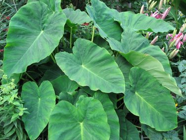 100 Pcs Thailand Caladium Bicolor Seed Balcony Rare Burnt