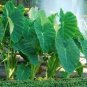 100 Pcs Thailand Caladium Bicolor Seed Balcony Rare Burnt