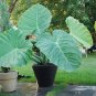 100 Pcs Thailand Caladium Bicolor Seed Balcony Rare Burnt