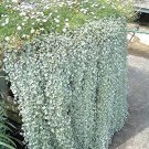 100 Pcs Dichondra Repens Silver Falls Emerald Falls Ground Cover Bonsai