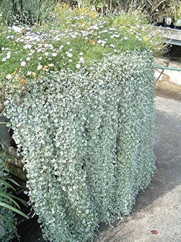 100 Pcs Dichondra Repens Silver Falls Emerald Falls Ground Cover Bonsai