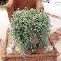 100 Pcs Dichondra Repens Silver Falls Emerald Falls Ground Cover Bonsai