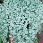 100 Pcs Dichondra Repens Silver Falls Emerald Falls Ground Cover Bonsai