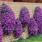 100 Pcs Creeping Thyme Seeds or Multi-color ROCK CRESS Seeds 100 Pcs Creeping Thyme Seeds or Multi-color ROCK CRESS Seeds