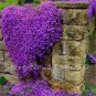 100 Pcs Creeping Thyme Seeds or Multi-color ROCK CRESS Seeds