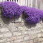 100 Pcs Creeping Thyme Seeds or Multi-color ROCK CRESS Seeds