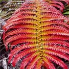 100 Pcs Garden Edible Fern Bonsai Rare Creeper Vines Grass Mixed Foliage Plants Bonsai