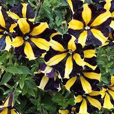200 Pcs Hanging Petunia Bonsai Flower Blue Morning Glory Bonsai