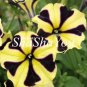 200 Pcs Hanging Petunia Bonsai Flower Blue Morning Glory Bonsai