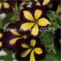 200 Pcs Hanging Petunia Bonsai Flower Blue Morning Glory Bonsai