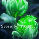 200 Pcs Multifarious Tulip Flowers, Tulip Bonsai of Perennial Garden Flowers 200 Pcs Multifarious Tulip Flowers, Tulip Bonsai of Perennial Garden Flowers