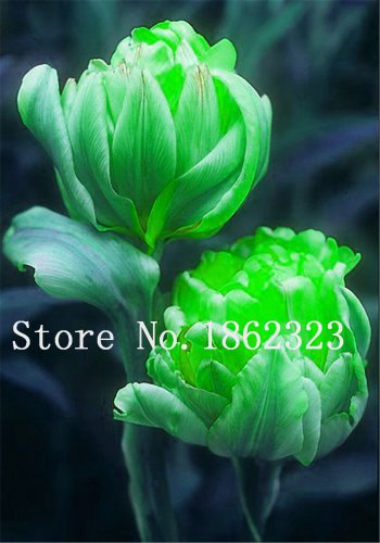 200 Pcs Multifarious Tulip Flowers, Tulip Bonsai of Perennial Garden Flowers
