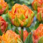 200 Pcs Multifarious Tulip Flowers, Tulip Bonsai of Perennial Garden Flowers