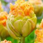 200 Pcs Multifarious Tulip Flowers, Tulip Bonsai of Perennial Garden Flowers