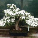 20 Pcs Dogwood Ornamental Plant Fruit Bonsai Plant Semillas Bonsai