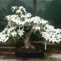 20 Pcs Dogwood Ornamental Plant Fruit Bonsai Plant Semillas Bonsai