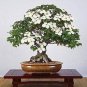 20 Pcs Dogwood Ornamental Plant Fruit Bonsai Plant Semillas Bonsai