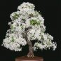 20 Pcs Dogwood Ornamental Plant Fruit Bonsai Plant Semillas Bonsai