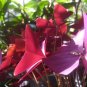 100 Pcs Oxalis Wood Sorrel Flower Oxalis Purple Shamrock Clover