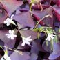 100 Pcs Oxalis Wood Sorrel Flower Oxalis Purple Shamrock Clover