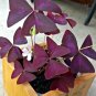 100 Pcs Oxalis Wood Sorrel Flower Oxalis Purple Shamrock Clover