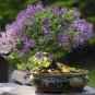 50 Pcs Bonsai Lilac Plant Japanese Lilac (Extremely Fragrant) Clove Flower Bonsai Lilac