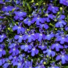 100 Pcs Blue Flower Aubrieta cultorum Bonsai, Violet Bonsai Queen Flower Bonsai 100 Pcs Blue Flower Aubrieta cultorum Bonsai, Violet Bonsai Queen Flower Bonsai