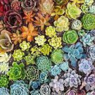 100 Pcs Rare Sempervivum Succulent Plants