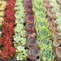 100 Pcs Rare Sempervivum Succulent Plants