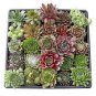 100 Pcs Rare Sempervivum Succulent Plants
