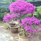 100 Pcs Pink Climbing Bougainvillea Spectabilis Willd Bonsai Plant Flower Bougainvillea Tree Plants 100 Pcs Pink Climbing Bougainvillea Spectabilis Willd Bonsai Plant Flower Bougainvillea Tree Plants