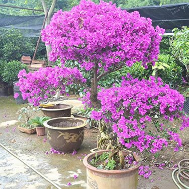 100 Pcs Pink Climbing Bougainvillea Spectabilis Willd Bonsai Plant Flower Bougainvillea Tree Plants