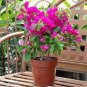 100 Pcs Pink Climbing Bougainvillea Spectabilis Willd Bonsai Plant Flower Bougainvillea Tree Plants