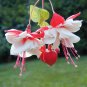 100 Pcs Mixed Colors Lantern Flower Indoor Balcony Bonsai Flower Fuchsias Plant