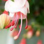 100 Pcs Mixed Colors Lantern Flower Indoor Balcony Bonsai Flower Fuchsias Plant