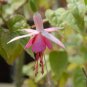 100 Pcs Mixed Colors Lantern Flower Indoor Balcony Bonsai Flower Fuchsias Plant