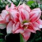100 Pcs Mixed Amaryllis Bonsai Seeds 100 Pcs Mixed Amaryllis Bonsai Seeds