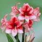 100 Pcs Mixed Amaryllis Bonsai Seeds