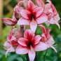 100 Pcs Mixed Amaryllis Bonsai Seeds