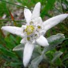 200 Pcs Exotic Edelweiss Seed Flower Plant Seed