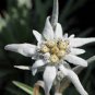 200 Pcs Exotic Edelweiss Seed Flower Plant Seed