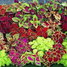 100 Pcs Coleus Bonsai Rare Coleus Blumei Rainbow Mix Color Flower Bonsai
