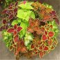 100 Pcs Coleus Bonsai Rare Coleus Blumei Rainbow Mix Color Flower Bonsai